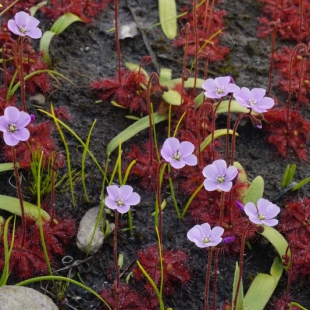 Drosera sp